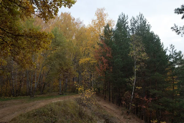 Straße im Herbstwald. Landschaft — Stockfoto