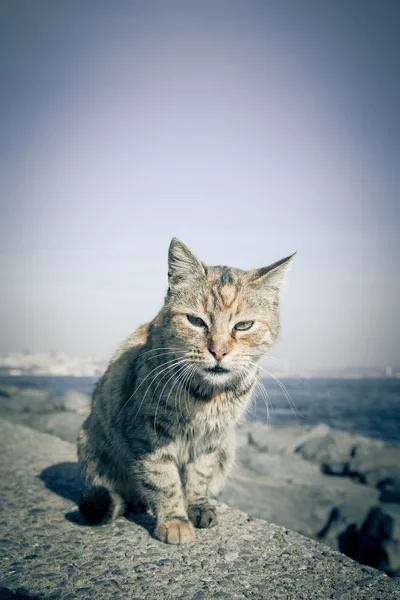 Istanbul'da granit sahildeki evsiz kedi. Tonda — Stok fotoğraf