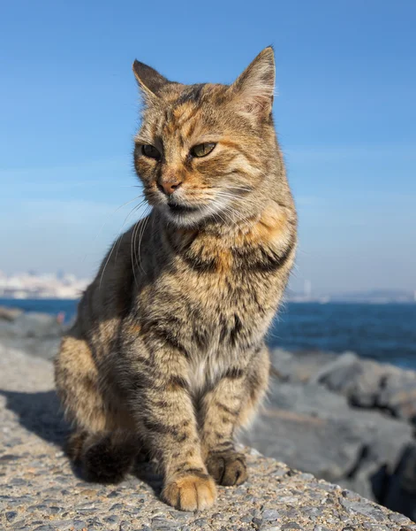 Homeless cat on the granit waterfront in Istanbul — Stock Photo, Image