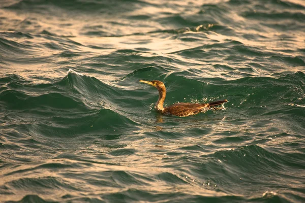 Cormorant plonge dans l'eau agitée. Profondeur de champ faible. Tonne — Photo