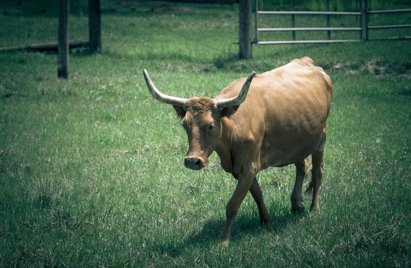 Koe op weide met groen gras. Afgezwakt — Stockfoto