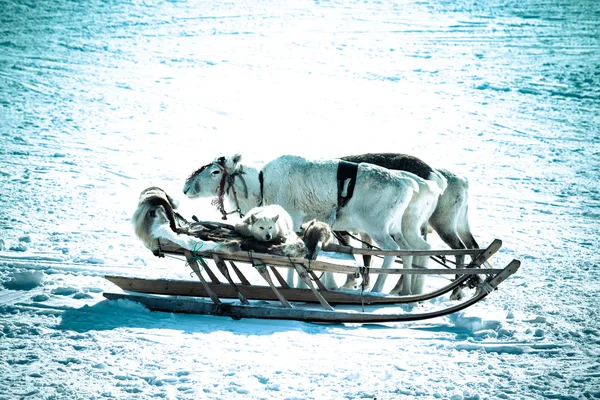 Dog on a reindeer sleigh — Stock Photo, Image