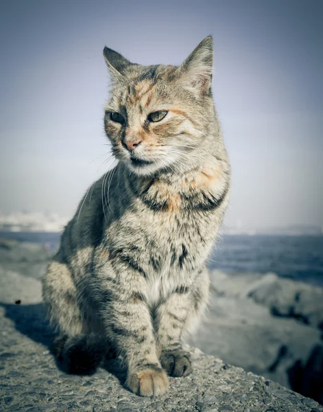 Chat sans abri sur le front de mer granit à Istanbul. tonique — Photo