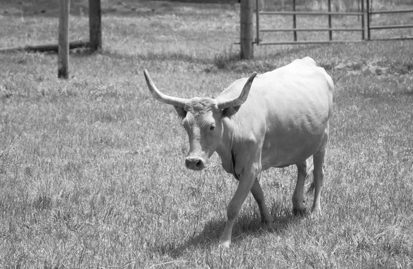 Vaca no prado com relva verde. Tonificado — Fotografia de Stock