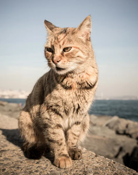 Chat sans abri sur le front de mer granit à Istanbul. tonique — Photo