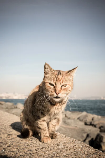 Istanbul'da granit sahildeki evsiz kedi. Tonda — Stok fotoğraf