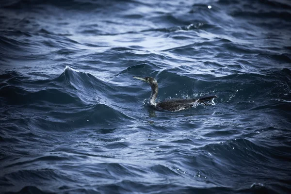 Cormorant is diving in choppy water. Shallow depth of field. Ton
