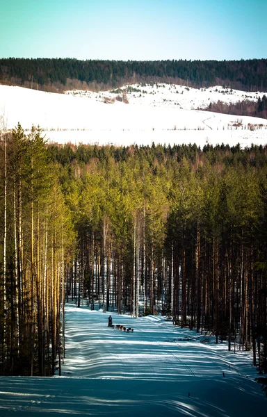 Hunderennen auf der Strecke im Winterwald. gemildert — Stockfoto