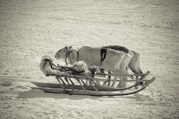 Cane su una slitta di renna — Foto Stock