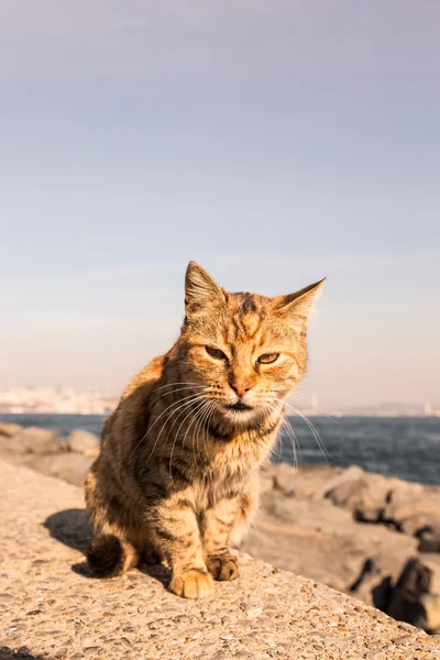 Istanbul'da granit sahildeki evsiz kedi. Tonda — Stok fotoğraf