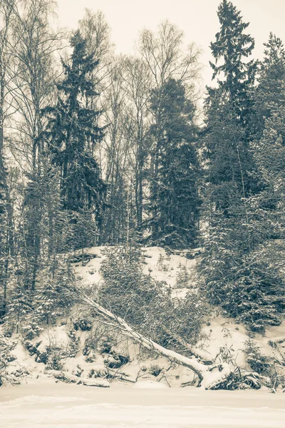 Bosque nevado con abedul derribado por el viento — Foto de Stock