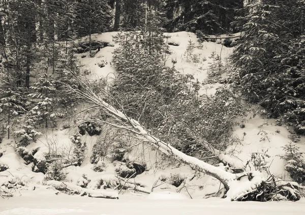 Bosque nevado con abedul derribado por el viento — Foto de Stock