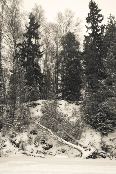 Bosque nevado con abedul derribado por el viento — Foto de Stock