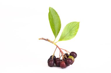 Şube siyah dağ kül yapraklarda hafif bir arka plan ile