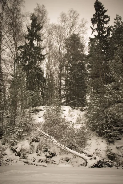 Bosque nevado con abedul derribado por el viento — Foto de Stock