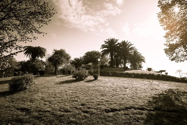 Sunny day in the park. Grass, trees, bushes, clouds. Toned — Stock Photo, Image