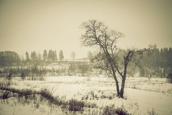 Inverno paisagem nevada com uma árvore solitária. Tonificado — Fotografia de Stock