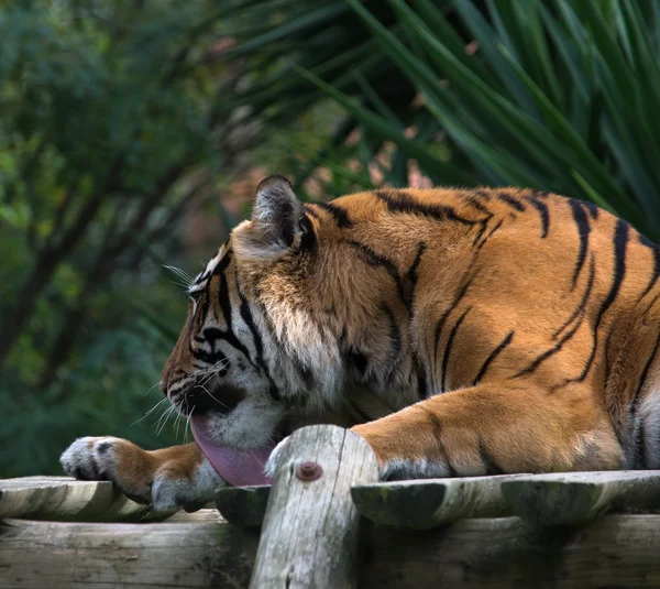 Взрослый тигр лежит на деревянных досках и облизывает лапу. — стоковое фото
