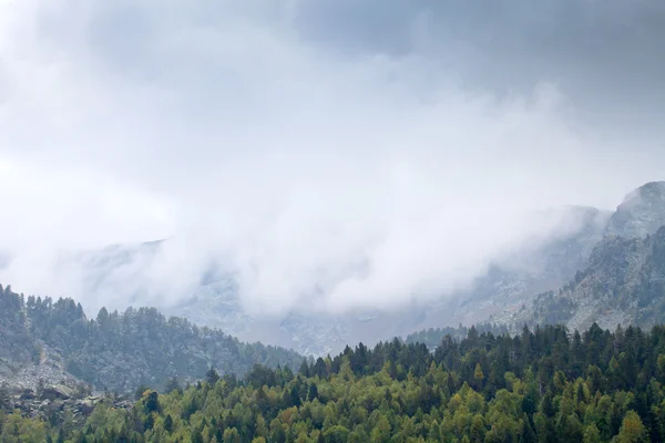 Toppar i träd och berg i dimman — Stockfoto