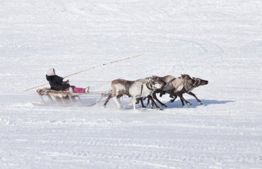Reindeer herders racing on holiday. Shepherds competing in the s clipart