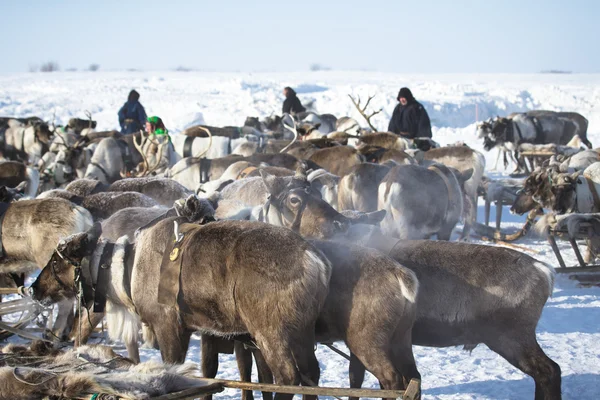 Parking sleds reindeer — Stock Photo, Image