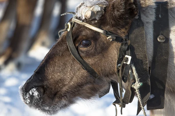 Portrait of a reindeer. Sharpness on eyes — Stock Photo, Image