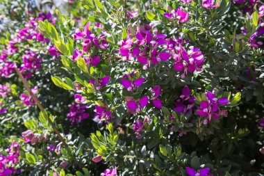 çiçekli çalı. arka plan