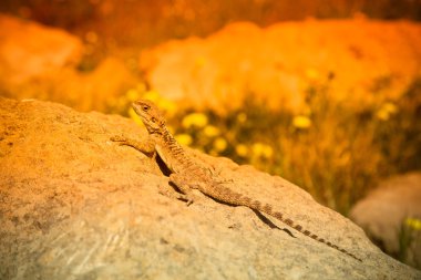 Setti bir kaya üzerinde tadını çıkarma dağ agama (Laudakia stellio)