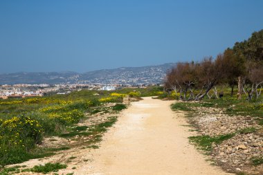 Ağaçlar ve Sarı çiçekli çayırda yol. Backgro içinde