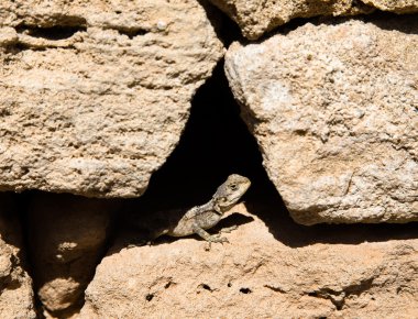 taş çit bir çatlak içinde oturan agama
