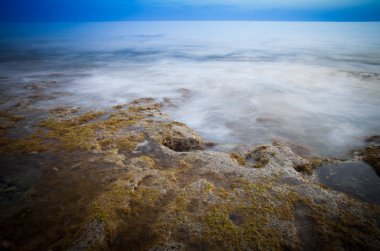 alg sörf büyümüş taşlar