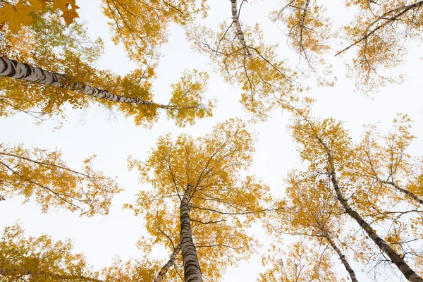 空に対して黄色い葉を持つ木です。下のビュー。秋 — ストック写真