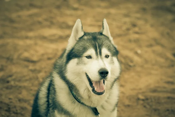 Retrato de cão husky com boca aberta. Tonificado — Fotografia de Stock