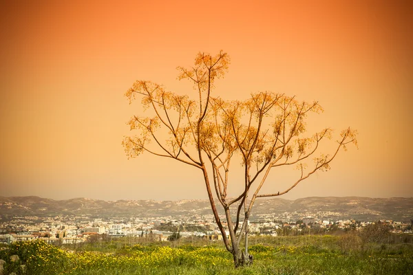 Campo verde com flores amarelas e árvore sozinha. No backgroun — Fotografia de Stock