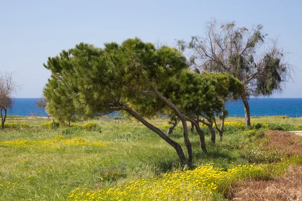 Stromy v louce s žlutými květy. V pozadí moře — Stock fotografie