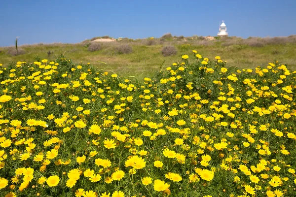 Meadow of yellow flowers among the green grass. Lighthouse in th