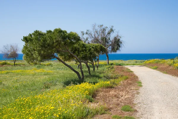 Arbres et route dans la prairie avec des fleurs jaunes. Dans le backgro — Photo