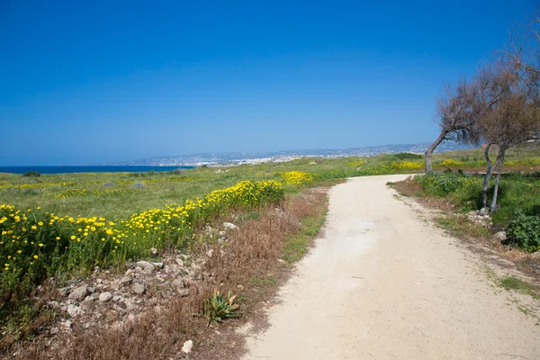 Arbres et route dans la prairie avec des fleurs jaunes. Dans le backgro — Photo