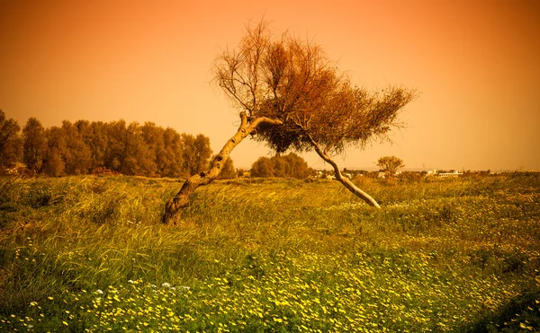 Zwei Bäume, die mit gelben Blüten zusammengeflochten sind. im Hintergrund — Stockfoto