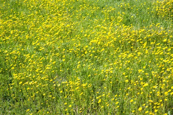 Луг желтых цветов среди зеленой травы. Может использоваться как b — стоковое фото
