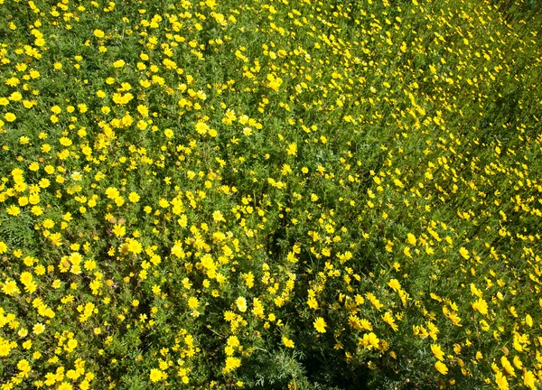 Prado de flores amarelas entre a grama verde. Pode ser usado como b — Fotografia de Stock