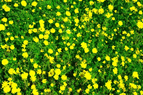 Weide van gele bloemen onder het groene gras. Kan worden gebruikt als b — Stockfoto