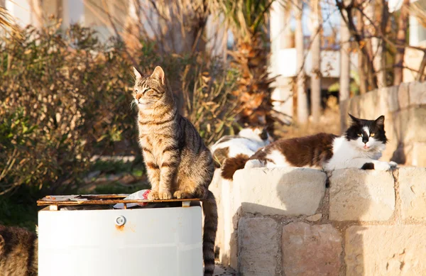Des chats de rue colorés assis près du réservoir à ordures au coucher du soleil — Photo