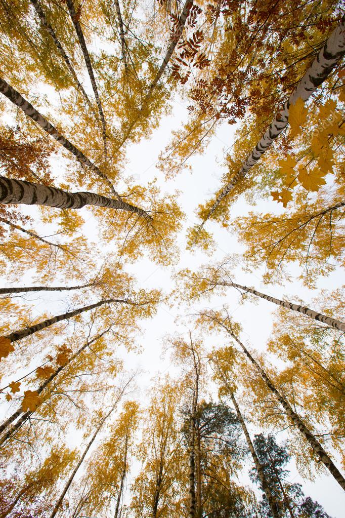 Trees with yellow leaves against the sky. Bottom view. Autumn