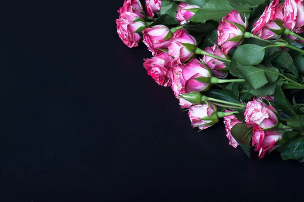 Roses with a lot of leaves on a black background. Space for text — Stock Photo, Image