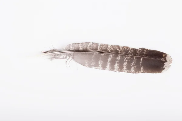밝은 배경에 깃털 — 스톡 사진