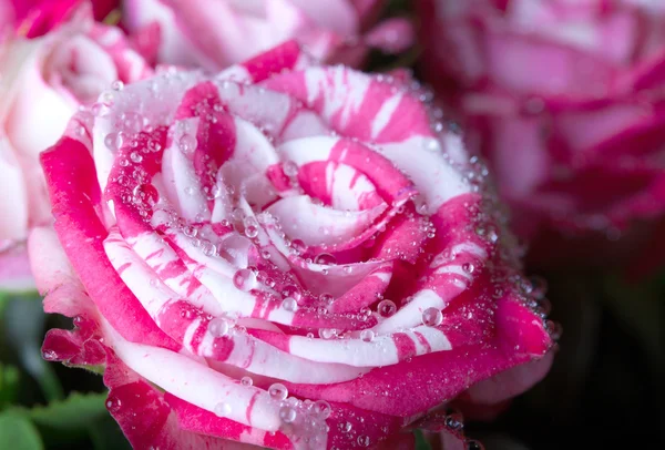 Rosas frescas de colores con gotas de agua — Foto de Stock