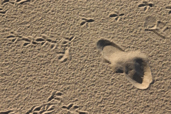 Следы птиц и людей в песке — стоковое фото