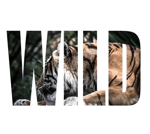 Слово WILD над дорослим тигром лежачи на дерев'яних дошках і лизати привіт — стокове фото