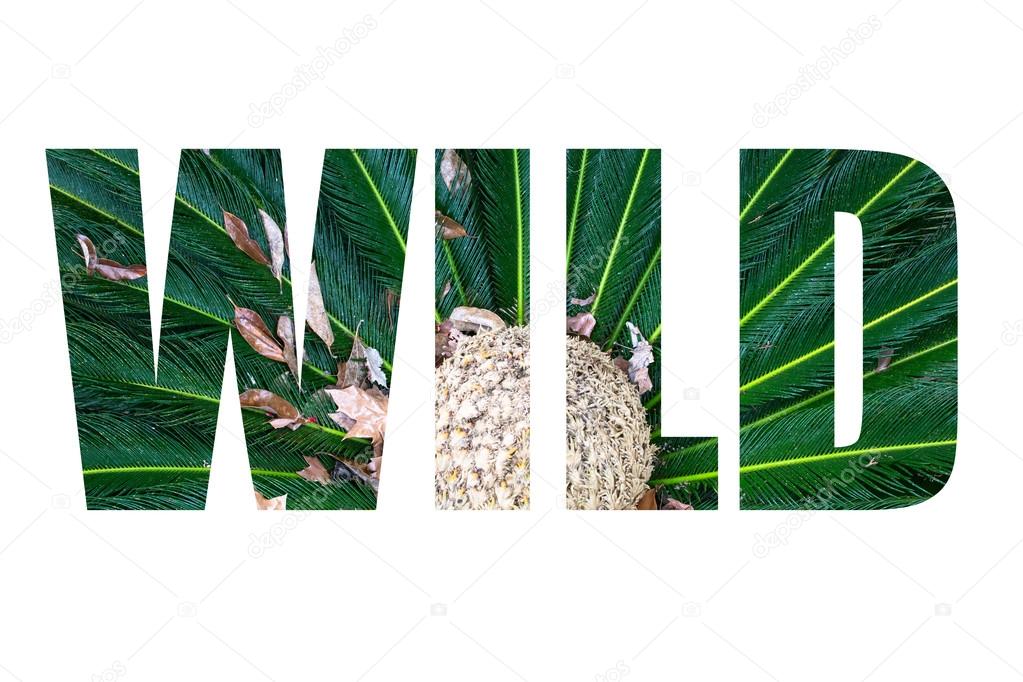 Word WILD over Leaves of palm tree top view similar to peacock f